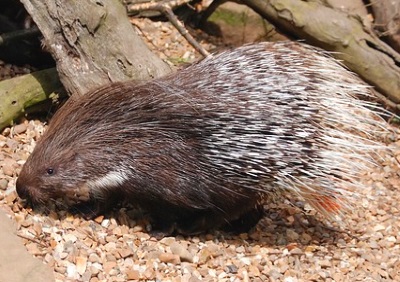 Tuscany fauna poisonous and dangerous animals in central Italy