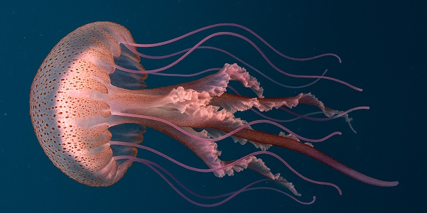 Bioluminescent Jellyfish (Pelagia noctiluca)