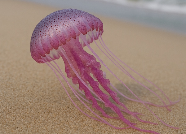 Fire Jellyfish (Pelagia noctiluca)